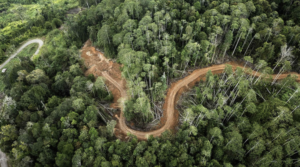 mining-strasse-durch-tigerhabitat-in-beutong-ace-hc-junaidi