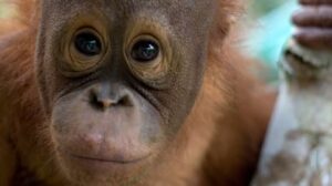 orang-utan-arnold-rita-glaus-0538